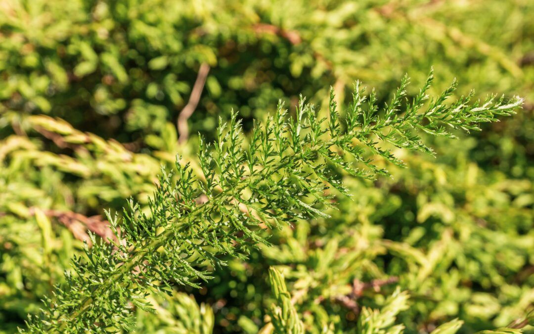 Beneficios del aceite esencial de ciprés en tratamientos estéticos